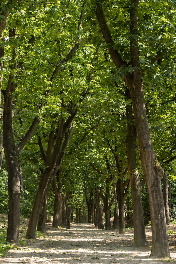 EMDR therapie door marieke